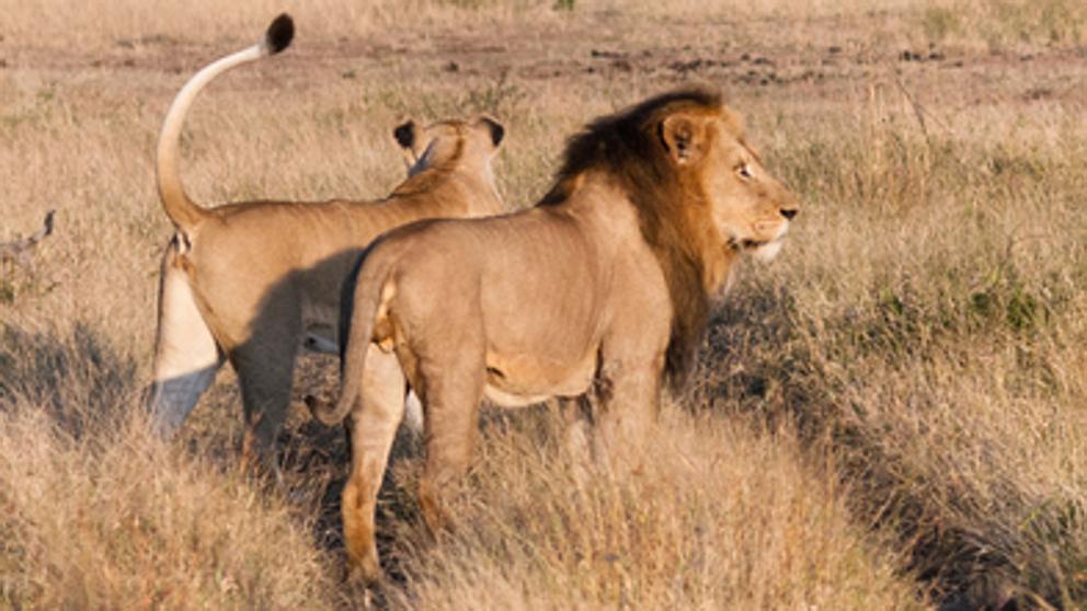 Un hombre murió tras ser atacado por leones en una reserva de Sudáfrica - N  Digital