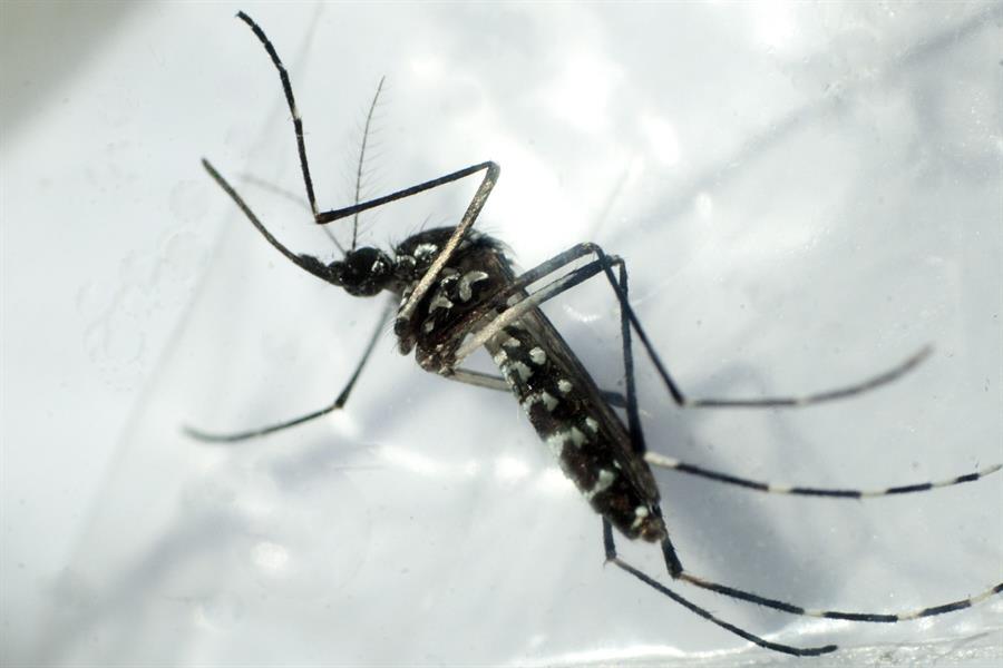 Aedes aegypti.