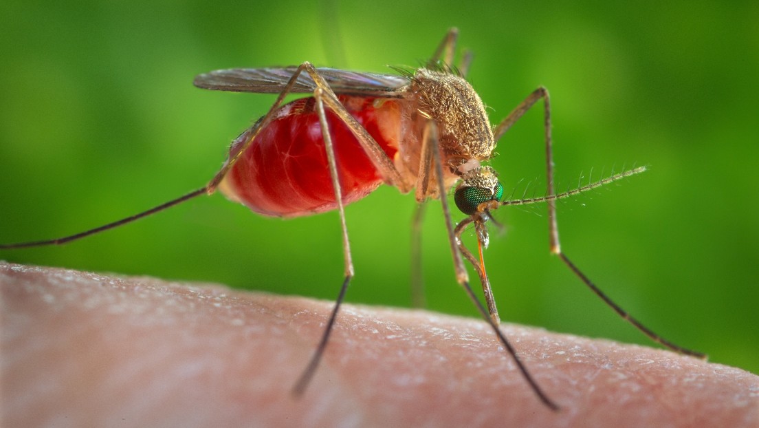 mosquitos-virus