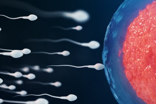 espermatozoides-fecundacion