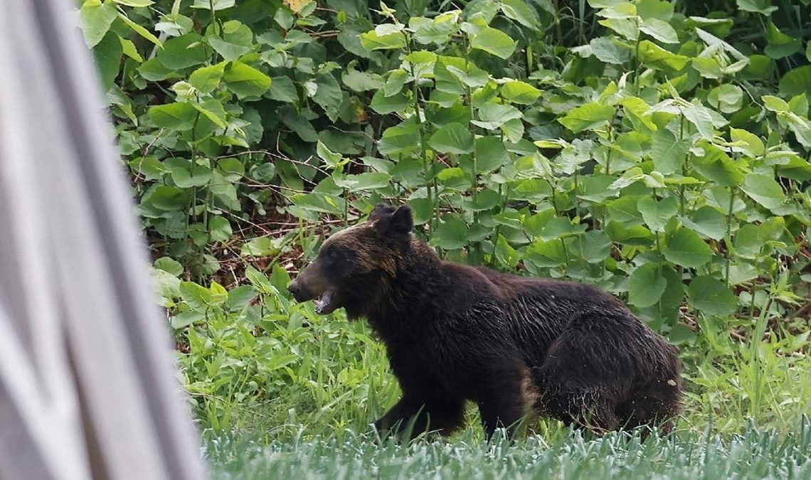 Cazadores matan a oso que atacó a cuatro personas en una ciudad de Japón