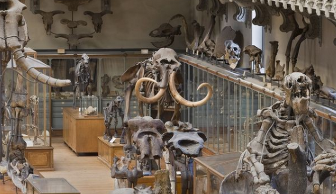 Las especies extinguidas vuelven a la vida en el museo de historia natural de París