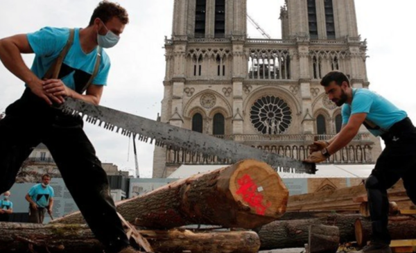 Los primeros robles franceses para Notre Dame de París fueron talados