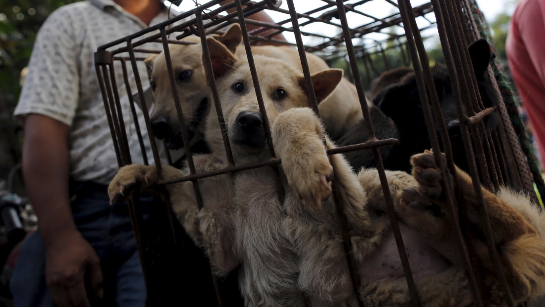 en China el polémico festival de la carne de perro de Yulin