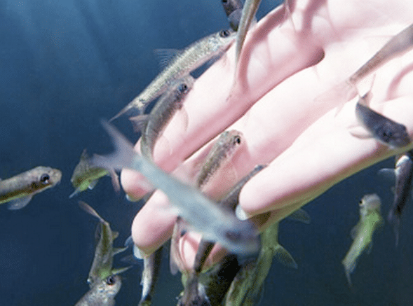 manicura-con-peces