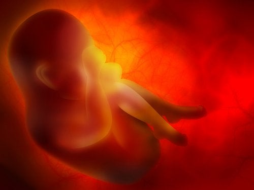placenta-feto-embarazo-