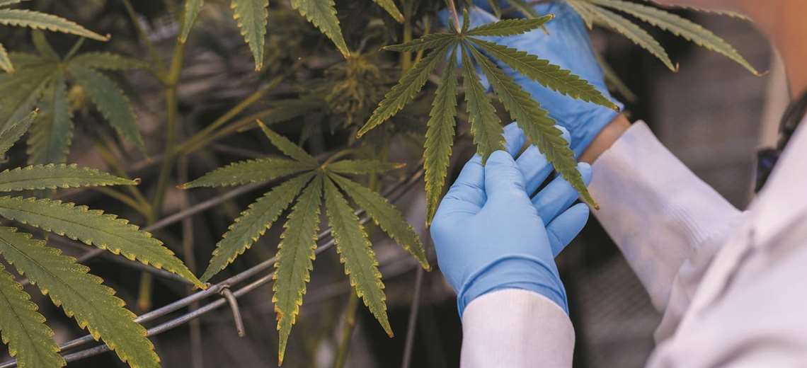 Proyecto que autoriza cultivo de cannabis medicinal avanza en Congreso de Brasil