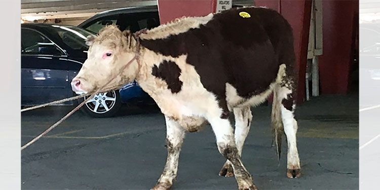 Indultada una vaca que se escapó de un matadero en Los Ángeles