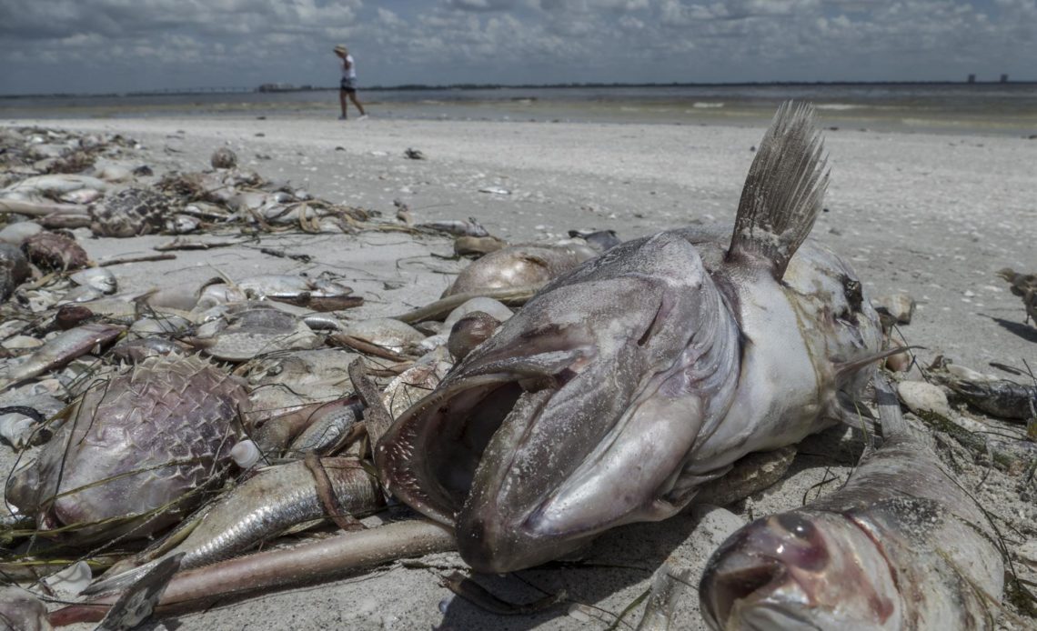 Miles de peces muertos por la marea roja que afecta a la costa oeste de Florida