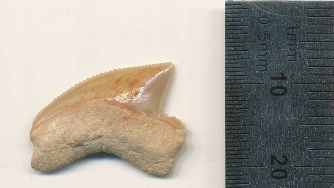 Arqueólogos encuentran un tesoro que contiene dientes de tiburones de la era de los dinosaurios