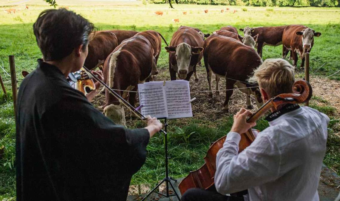 Conciertos de música clásica para vacas en Dinamarca
