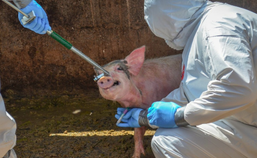 RD trabaja a mano pelada para detectar y hacer frente fiebre porcina africana