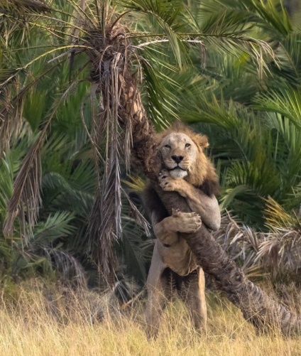 Captan el inusual momento en que un león abraza un árbol en Kenia