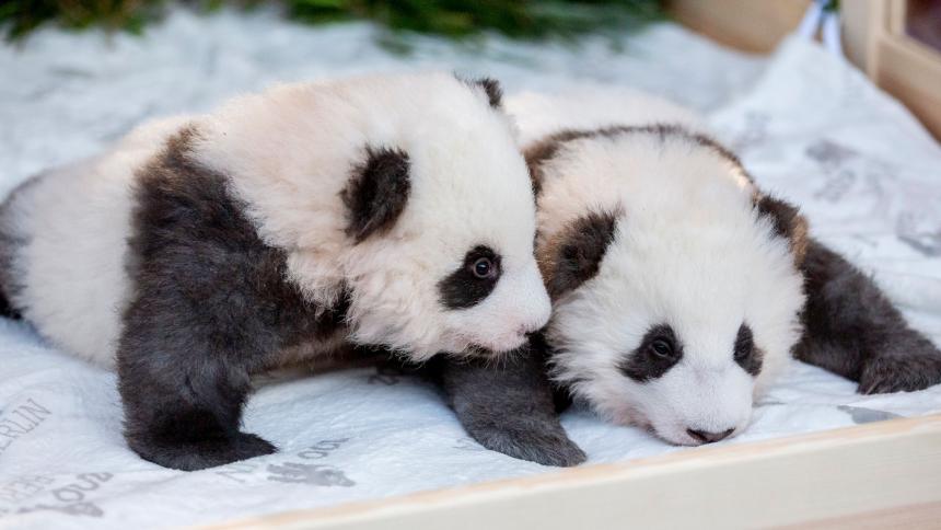 Nacen en un zoológico de Francia dos pandas gemelos