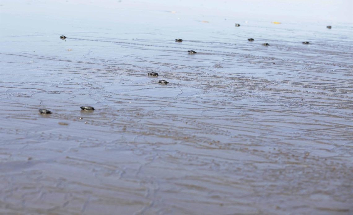 Las tortugas jóvenes en mar abierto, expuestas a la ingesta de plásticos