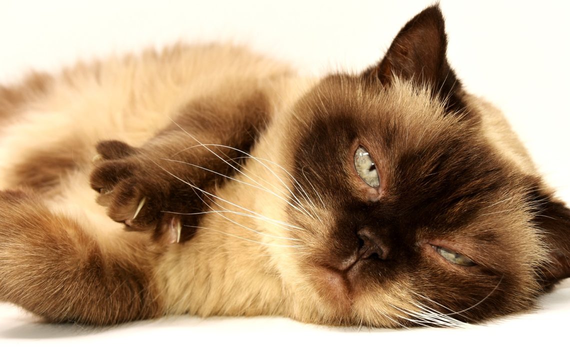 Una nueva aplicación podría identificar si tu gato tiene algún dolor