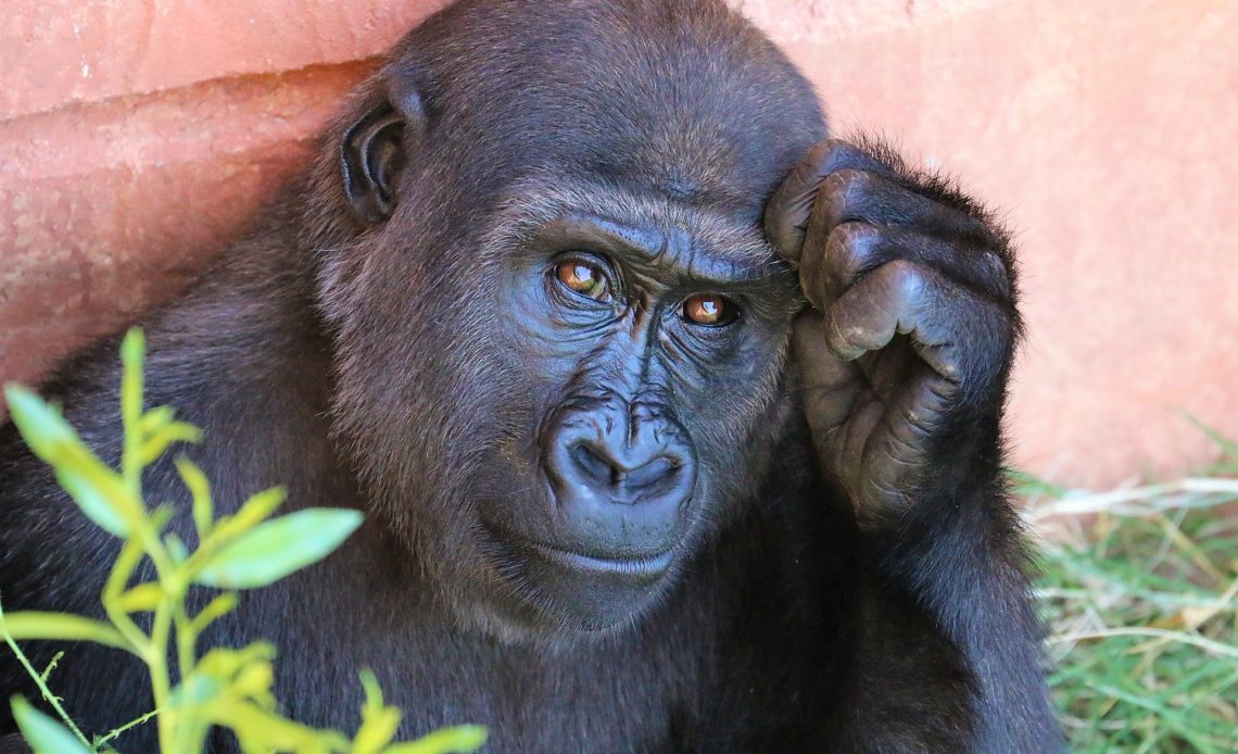 Gorilas de un zoo de EEUU en tratamiento por covid
