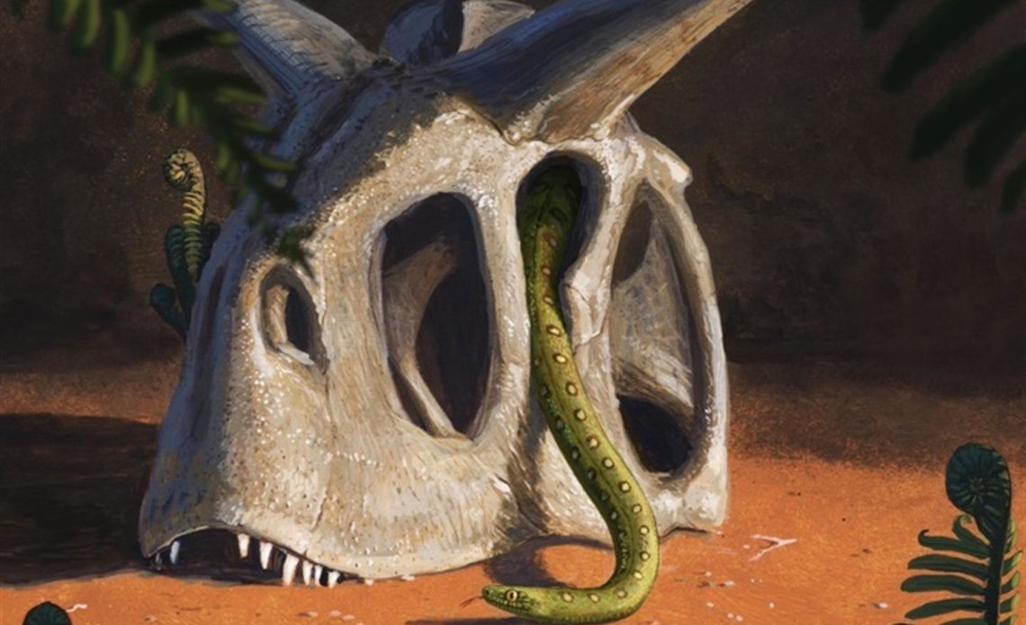 La serpientes, herederas de los supervivientes del fin de los dinosaurios
