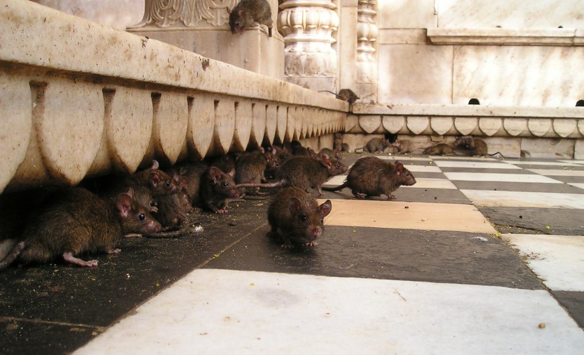 Qué pasa con las ratas cuando las ciudades se inundan