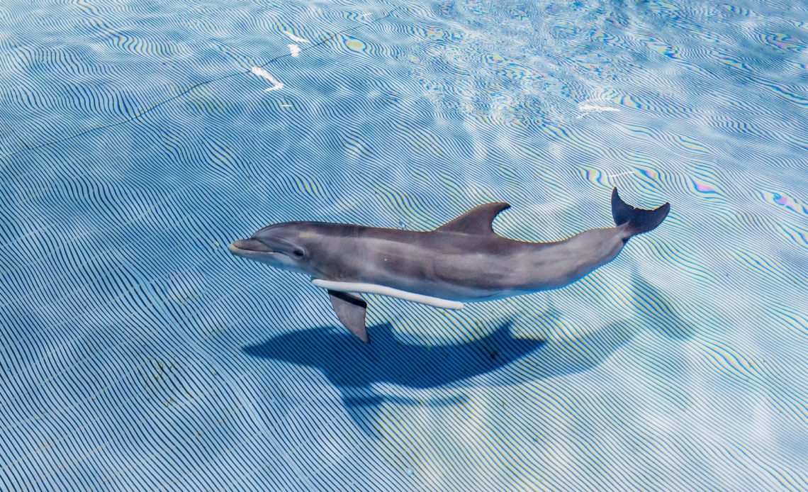 El centro de recuperación de especies marinas Clearwater Marine Aquarium (CMA), de Florida (EE.UU.), dio la bienvenida al delfín Apollo,