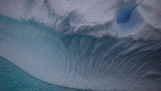 Científicos hallan 77 especies de animales bajo la gruesa capa de hielo de la Antártida