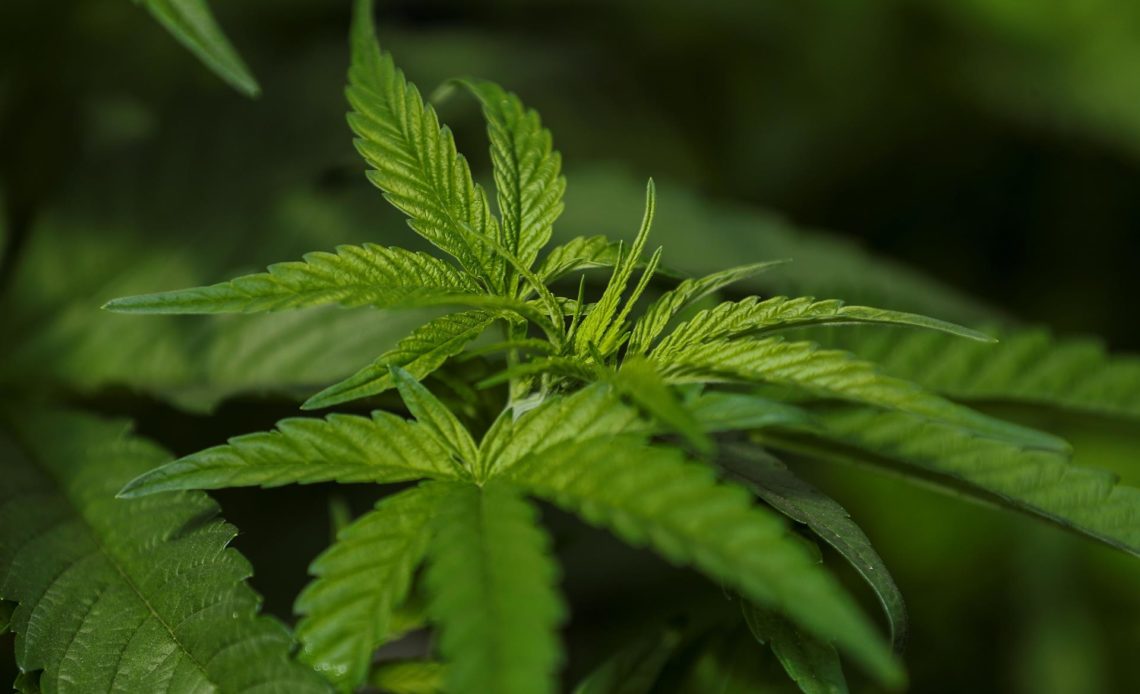 El Gobierno propondrá cambios a la ley sobre el cannabis medicinal en Costa Rica