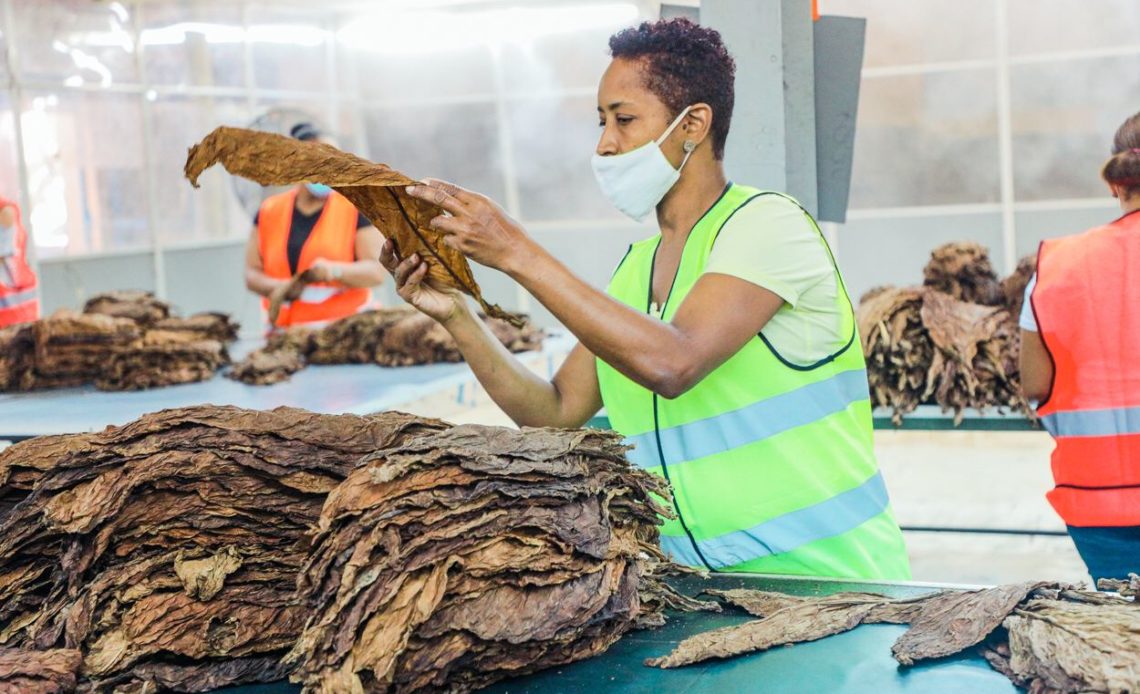 RD rompe récord de exportación de tabaco en 2021 con US$1,236 millones de dólares