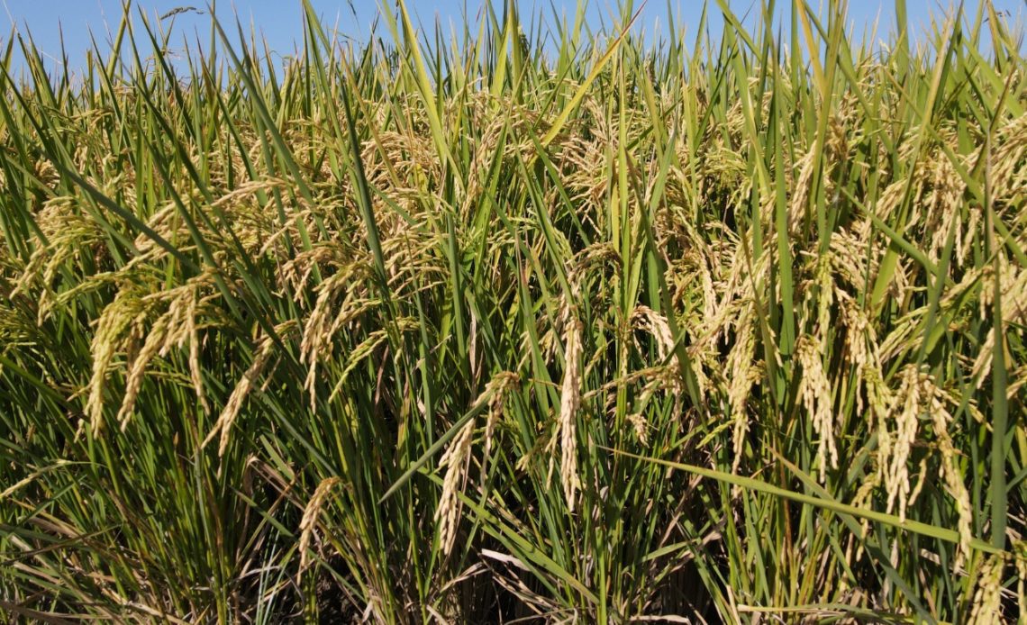 IAD dice siembra de arroz supera las 700 mil tareas