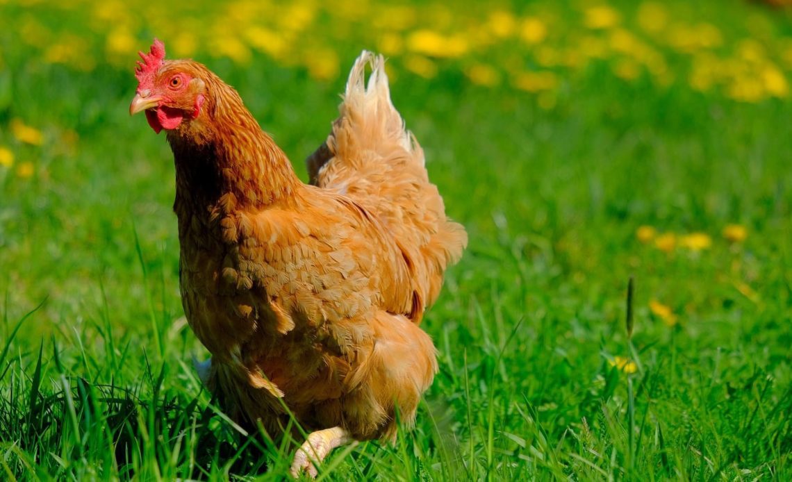Tribunal de Paraguay condenan a un año de prisión a hombre por abusar sexualmente de una gallina