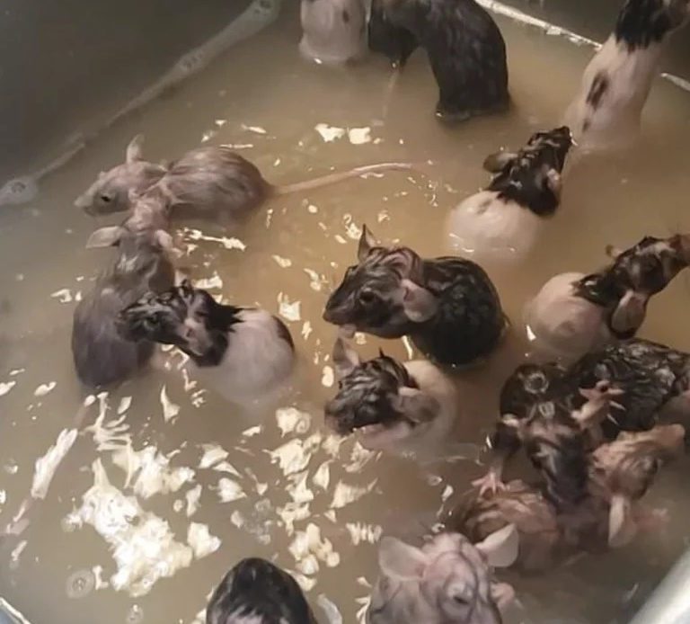 Una mujer les dio un baño a las 50 ratas que tiene como mascotas y el video se volvió viral