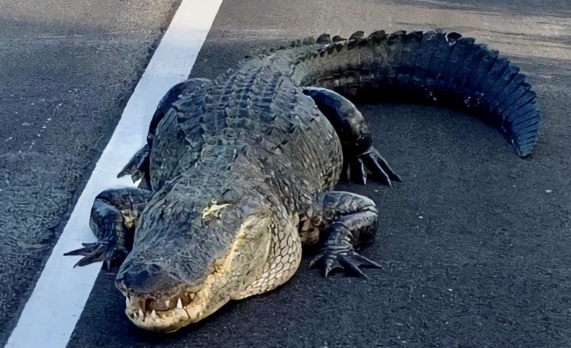 Un caimán de tres metros corta la circulación en una carretera en Florida