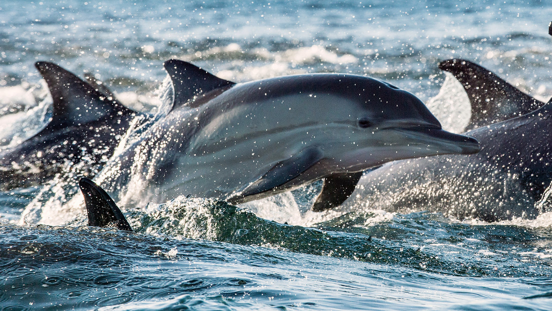 Descubren que a los delfines les gusta música clásica y que esta los vuelve más amigables