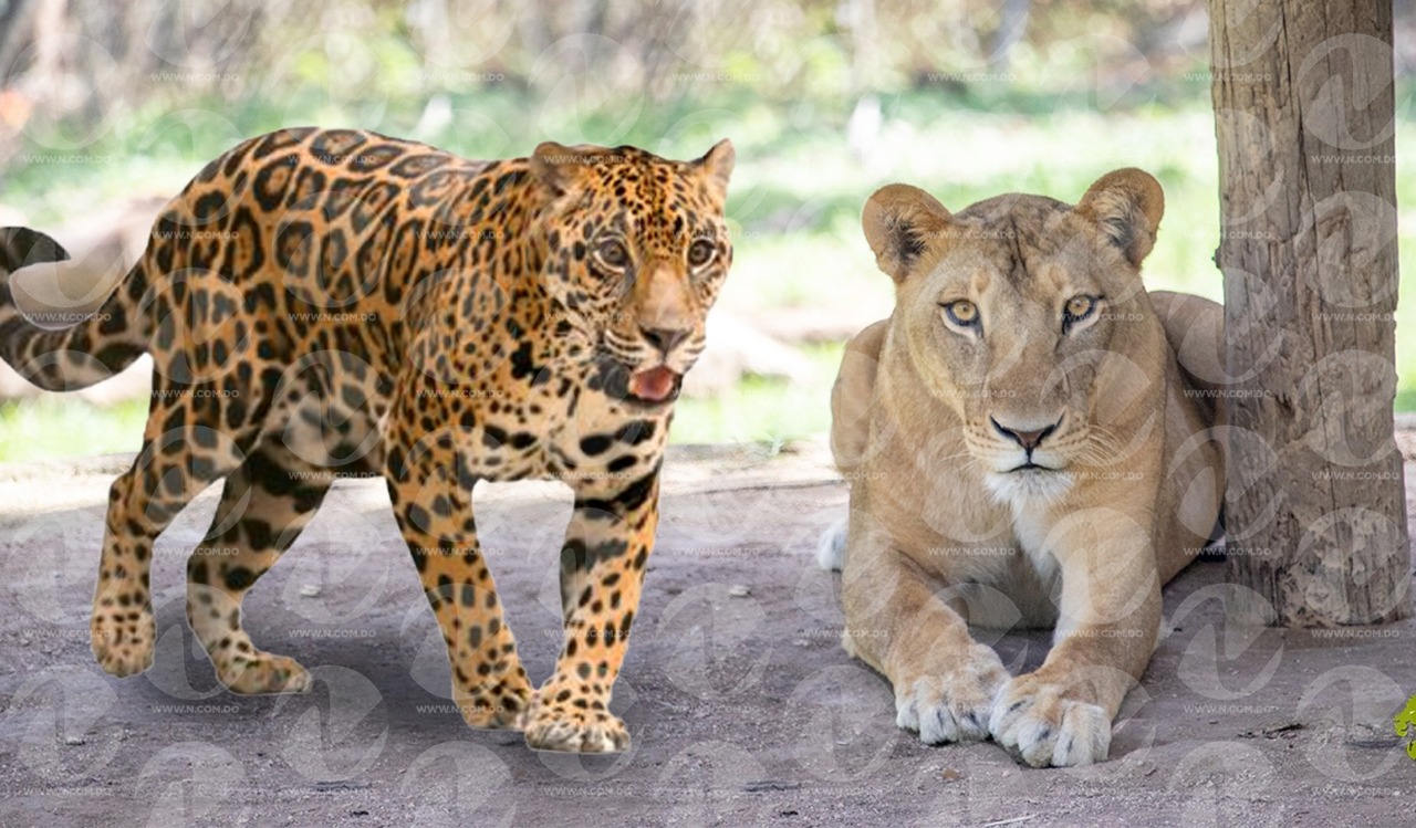 Zoológico frena reproducción leones y momentáneamente de jaguar por alto  consumo - N Digital