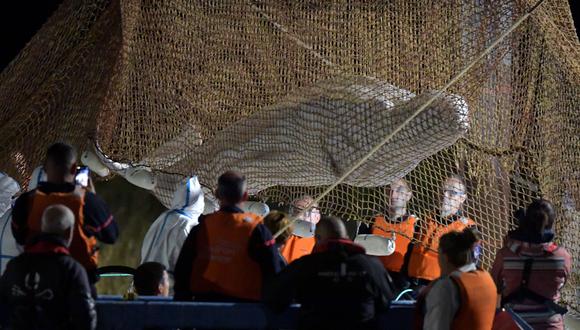Muere ballena beluga de 800 kilos rescatada en París