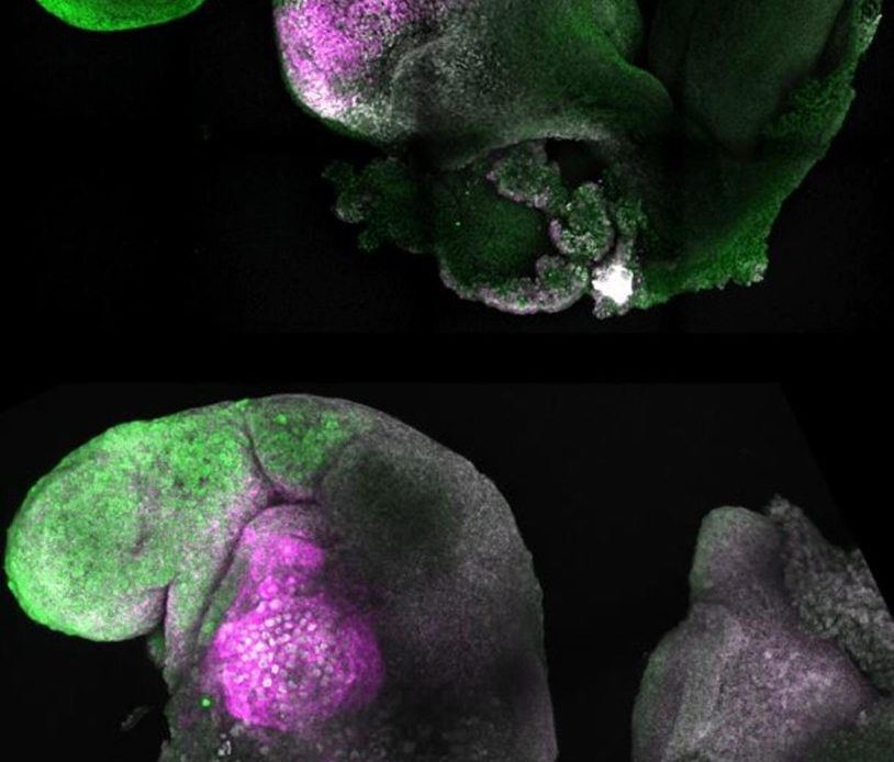 Crean un embrión con células madre de ratón con cerebro y un corazón que late