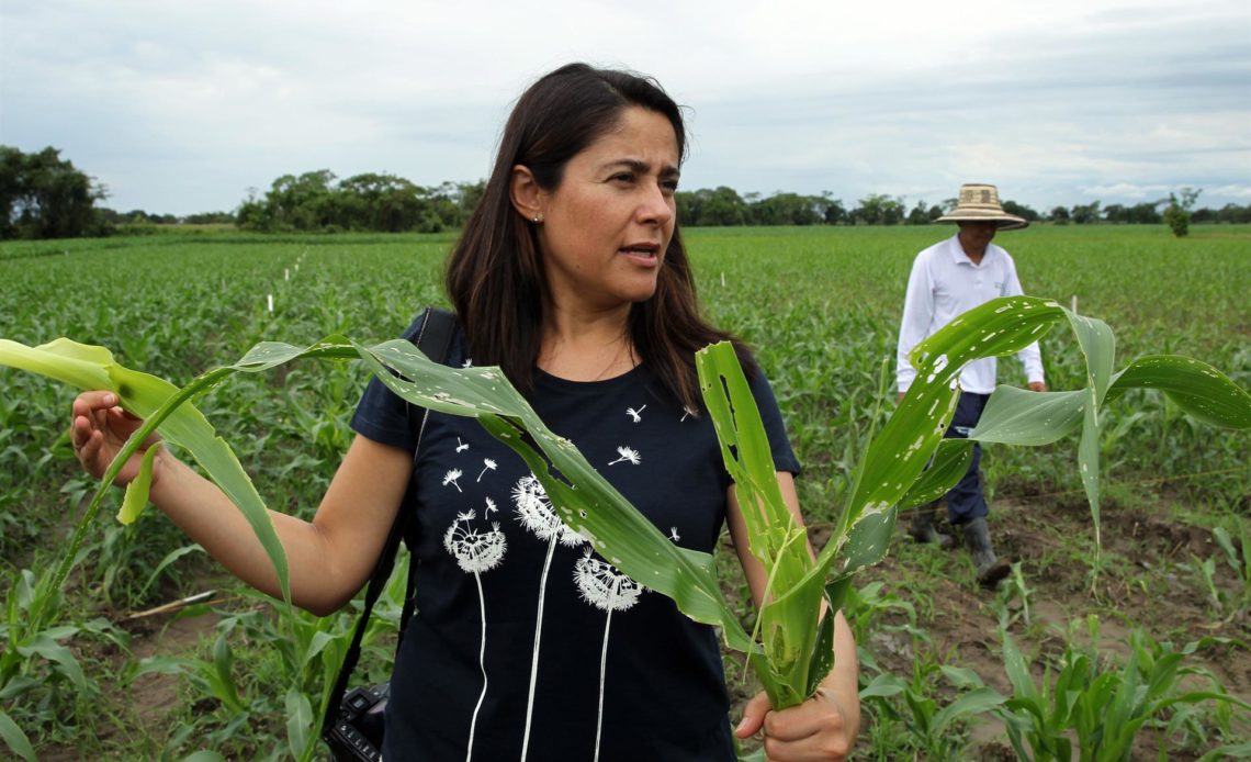Agricultores rechazan un proyecto que busca prohibir transgénicos en Colombia
