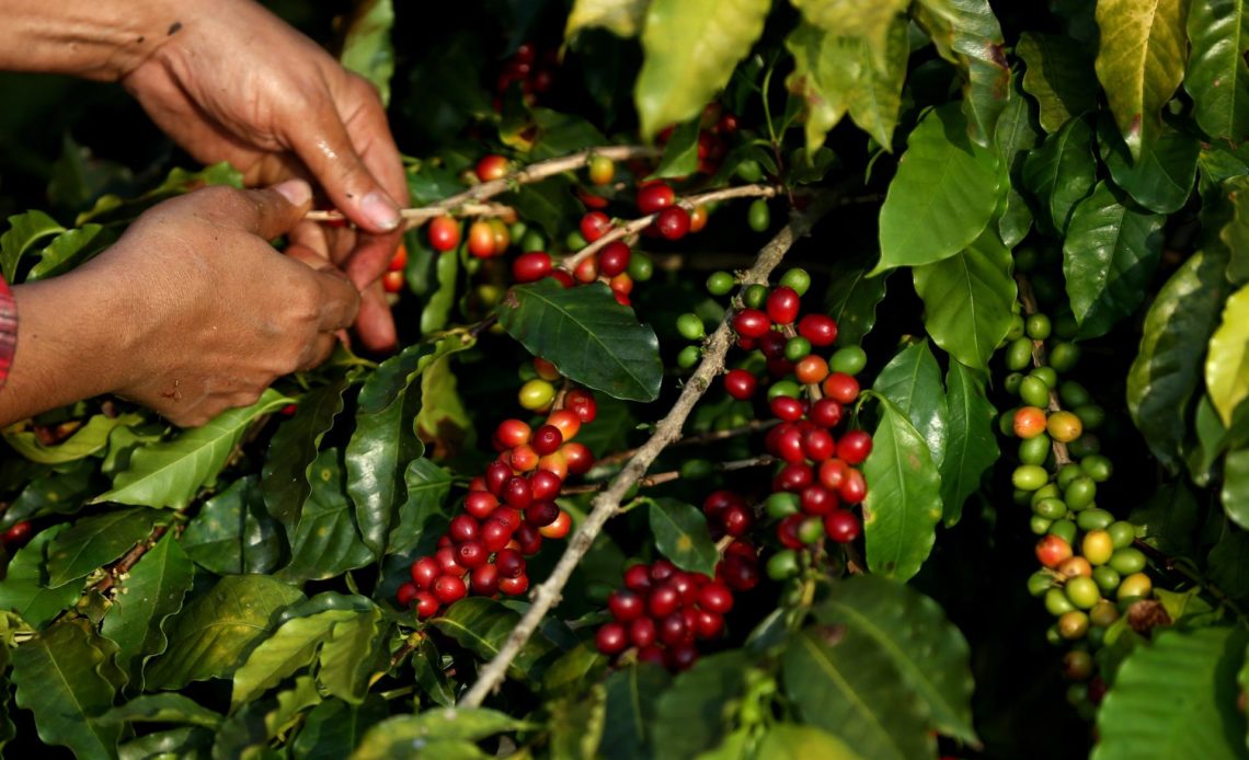 Brasil bate récord de ingresos por exportaciones de café hasta agosto