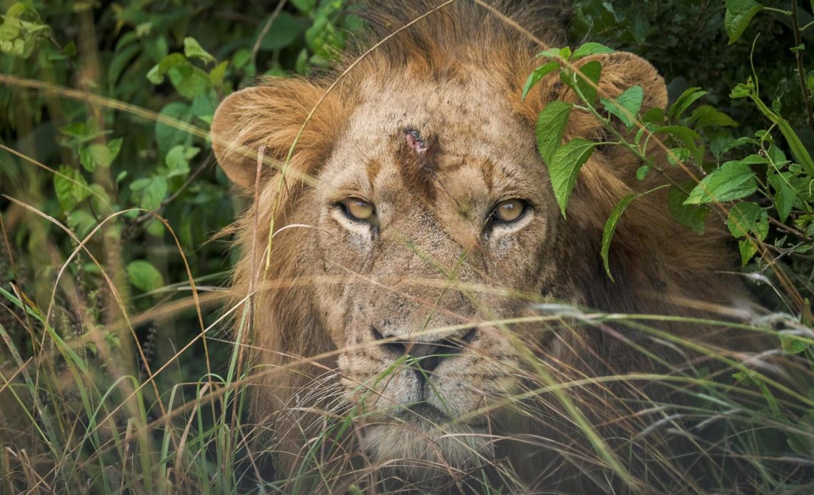Uganda condena a 17 años de cárcel a dos furtivos por matar a seis leones