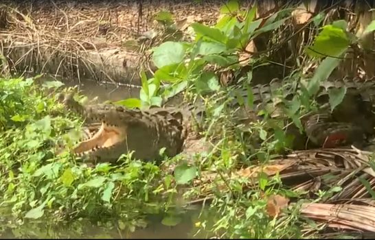 Autoridades de Medio Ambiente encuentran cocodrilo utilizado como mascota en vivienda de Cenovi