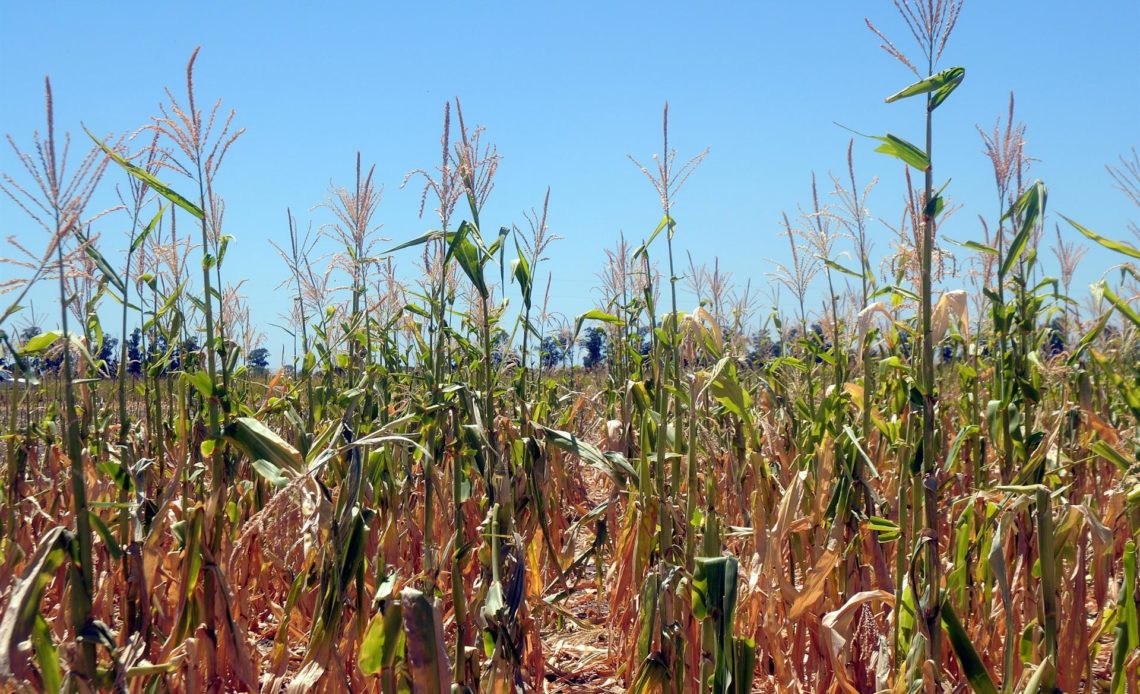 Sequía golpea en Argentina campaña agrícola de maíz y trigo