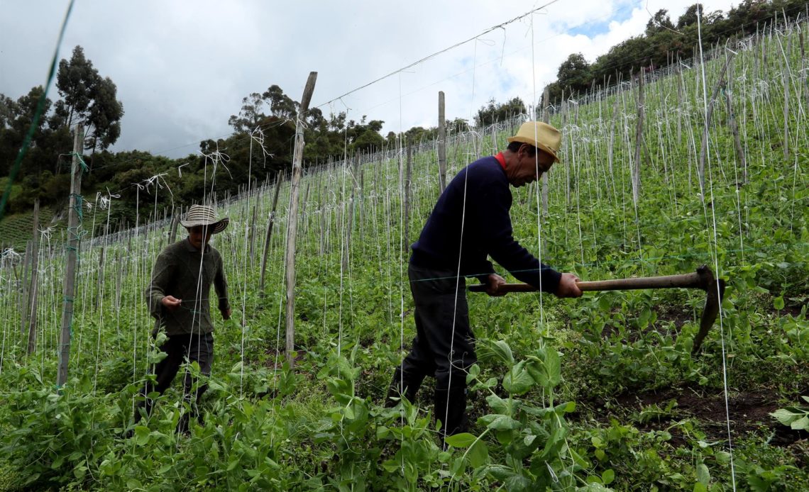 FAO pide en la COP27 "fortalecer" la acción climática en la agricultura