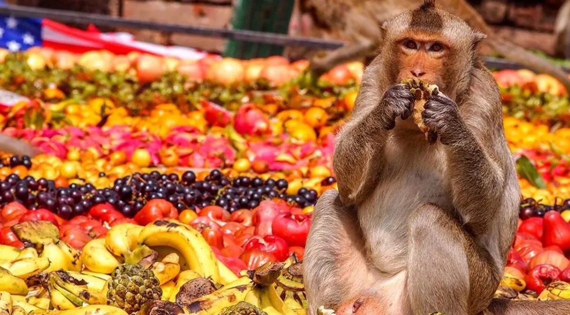 Los monos tienen su propio festival en Tailandia