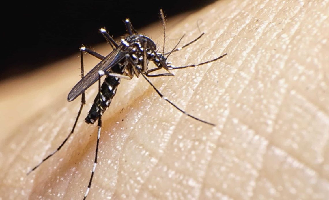 A modo preventivo, Salud Pública emite alerta epidemiológica por chikungunya
