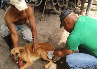 Salud Pública inmunizará contra la rabia a más de un millón de perros y gatos