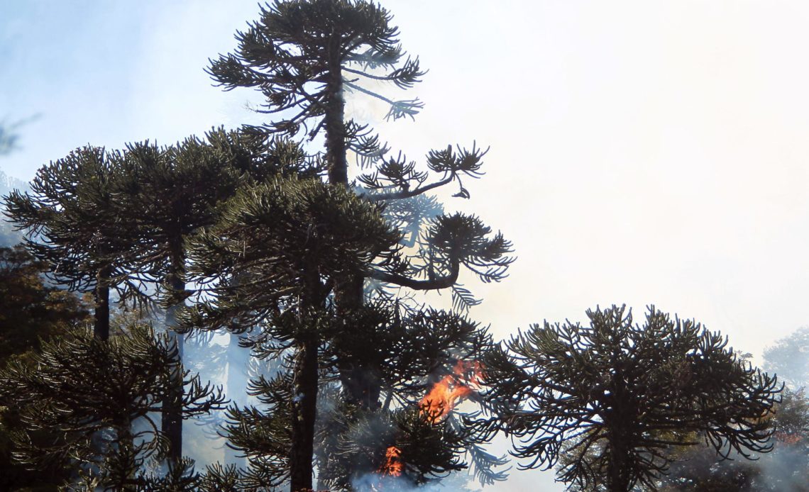 Chile mantiene alerta roja por ocho incendios forestales en la zona central