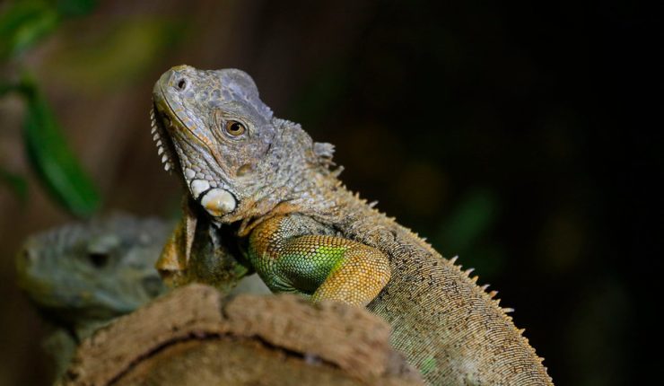 Iguana se mete en estación eléctrica y deja sin luz a miles de personas en  Florida - N Digital
