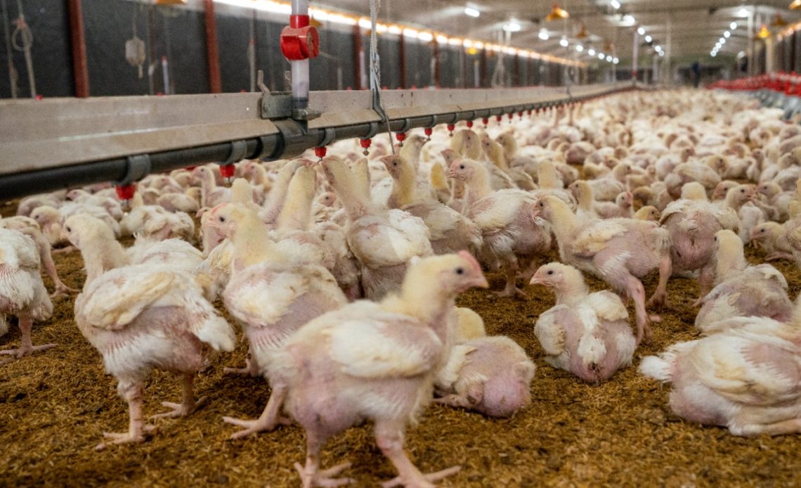 Avicultores logran récord de producción con 19.6 millones de pollos