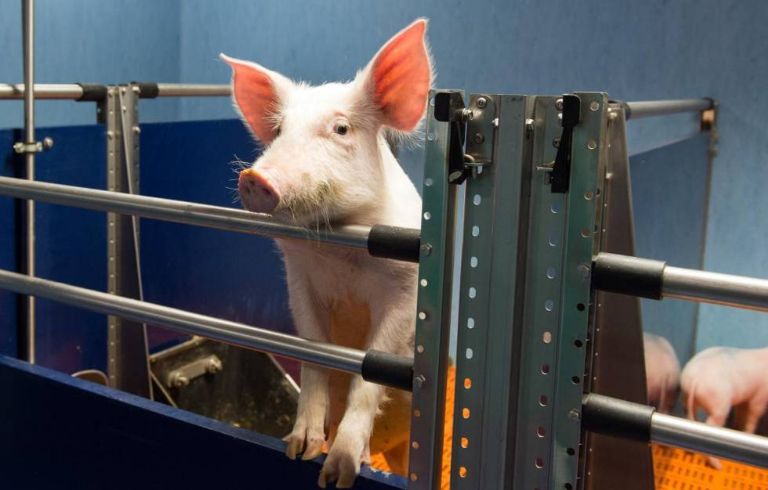 El tejido humano artificial podría reemplazar los experimentos con animales