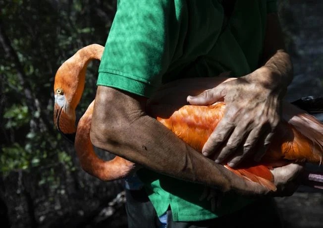 Flamencos usados como adornos en hoteles dominicanos recuperan su libertad