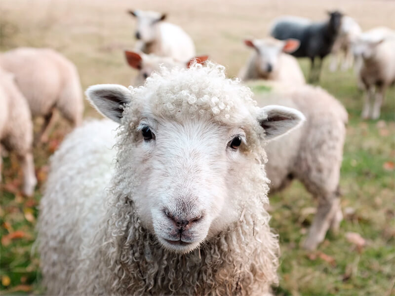 Australia comienza proceso para prohibir exportación de ovejas vivas